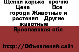 Щенки харька! срочно. › Цена ­ 5 000 - Все города Животные и растения » Другие животные   . Ярославская обл.
